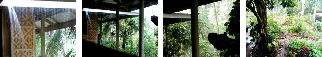 Images of afternoon rain in a tropical
        backyard