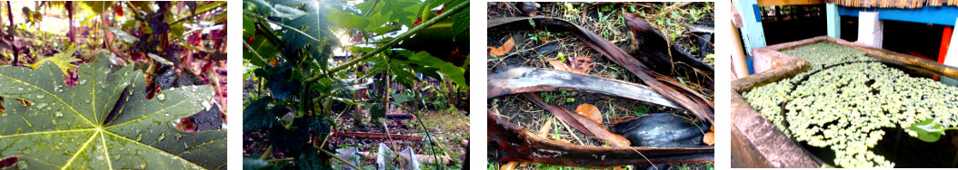 Images of tropical backyard after rain
        in the night