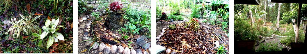 Images of tropical backyard garden after rain in the
        night