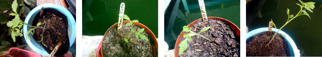 Images of tomato seedlings re-potted
        in tropical bckyard