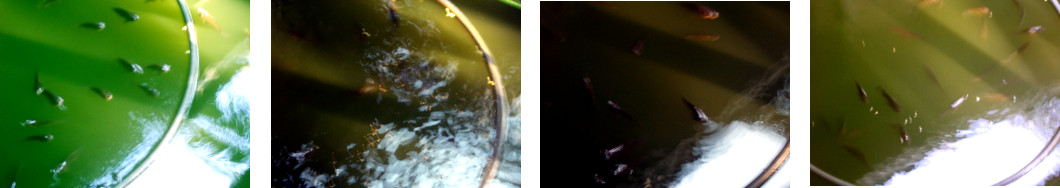 Images of tilapia in tropical backyard pond