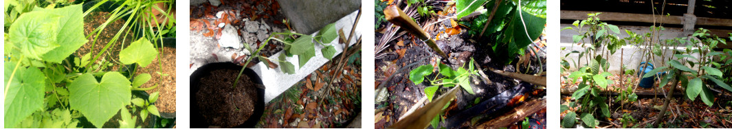 Images of Cucumber seedling
        transplanted in tropical backyard