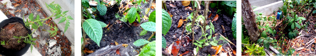 Images of tomato seedling transplanted
        in tropical backyard