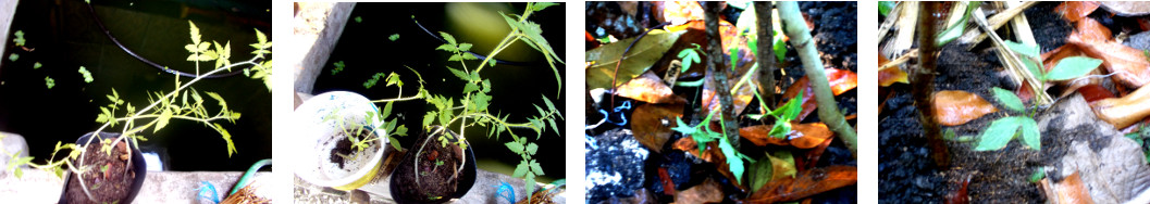 Images of two (of four) cape
        gooseberry tomato seedlings transplanted in tropical backyard