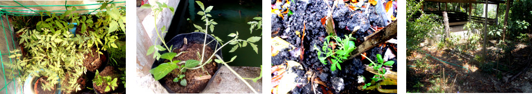 Images of Green Zebra Tomato seedlings
        transplanted in tropical backyard