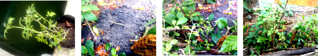 Images of Roma Tomato seedlings transplanted in tropical
        backyard