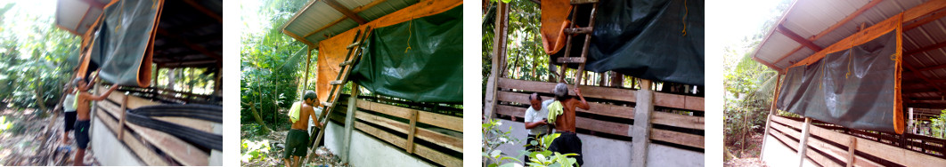 Images of tarpaulin on tropical pigpen being
                  raised to give extra ventiltion