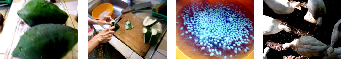 Images of unripe Papaya being
        processed