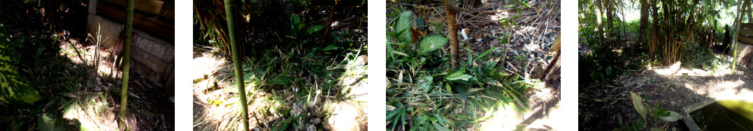 Images of bamboo patch tidied up in
        tropical backyard