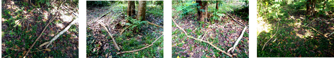 Images of border put around banana
        patch in tropical backyard