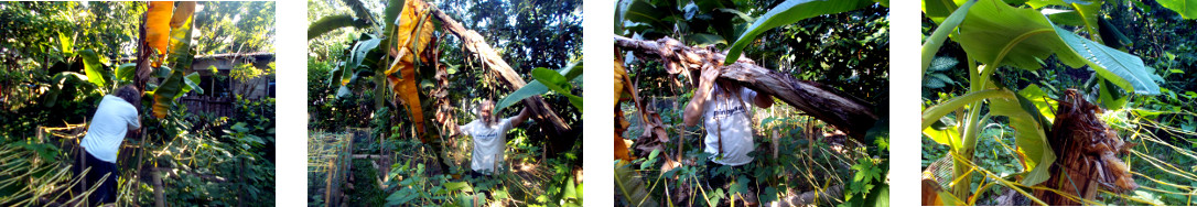 Images of sickly banana tree being cur
        down in tropical backyard