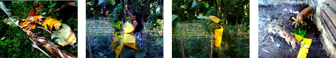 Images of felled banana tree being fed to tropical
        backyard pigs