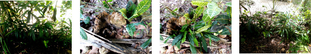 Images of improvements to tropical
        backyard boundary hedges