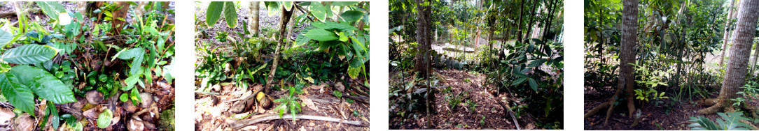 Images of improvements to tropical backyard boundary
        hedge