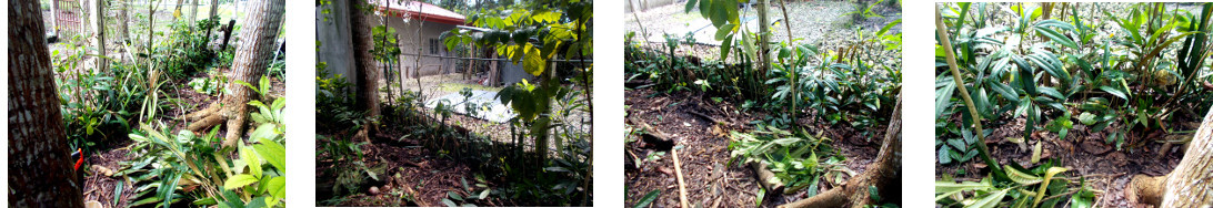 Images of improvements to tropical backyard houndary
        hedge