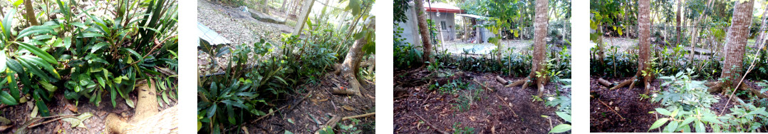 Images of improvements to tropical backyard boundary
        hedge