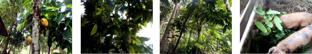 Images of cacao tree slightly trimmed in tropical
        backyard