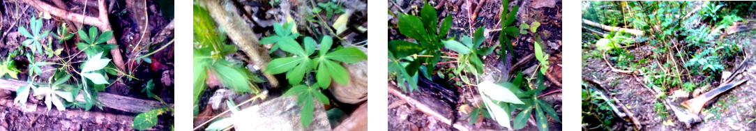 Images of cassava cuttings planted in
        tropical backyard garden patch