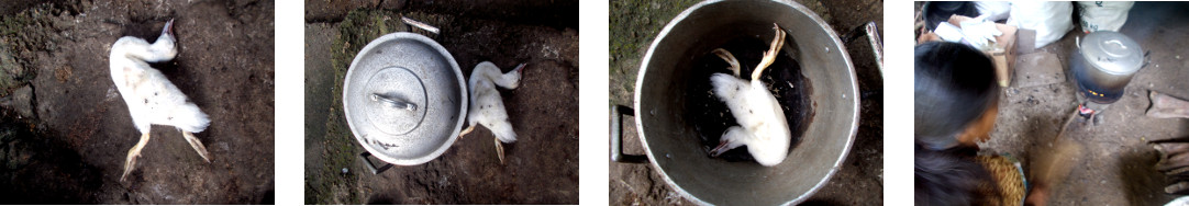 Images of dead duckling being cooked
        as food for tropical backyard cats