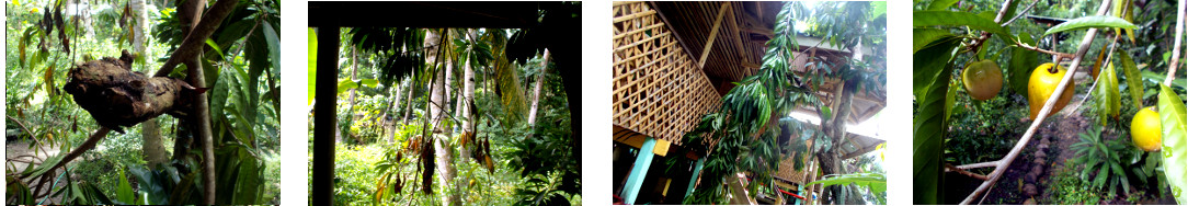 Images of broiken tree branch in
        tropical backyard