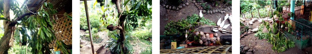 Images of fallen Chesa tree branch removed