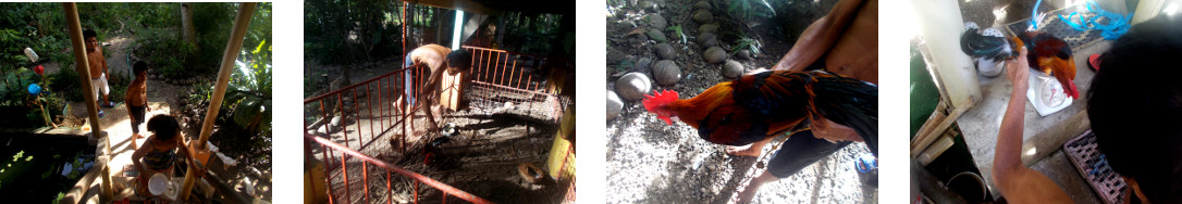 Images of a tropical backyard rooster
        being sold