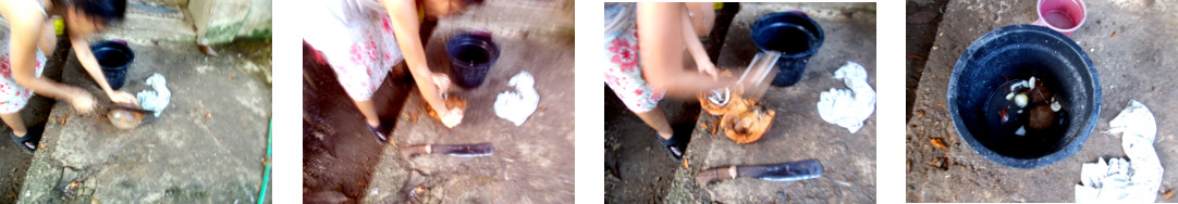 Images of woman opening coconuts in tropical backyard