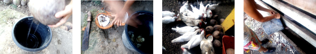 Images of tropial backyard coconuts
        being opened for animal feed