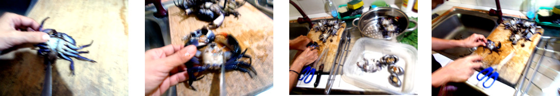 Images of crabs being prepared for steaming in tropical
        home