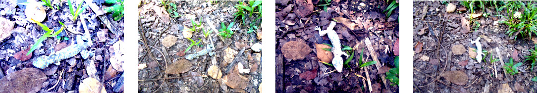 Images of dead tuko in tropical
        backyard