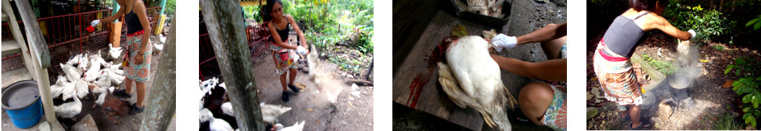 Images of tropical backyard duck being
        prepared for cooking