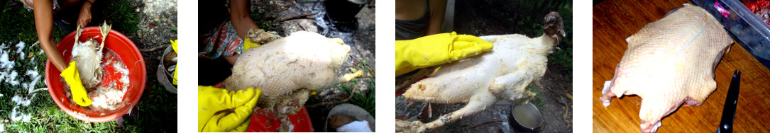 Images of tropical backyard duck being prepared for
        cooking
