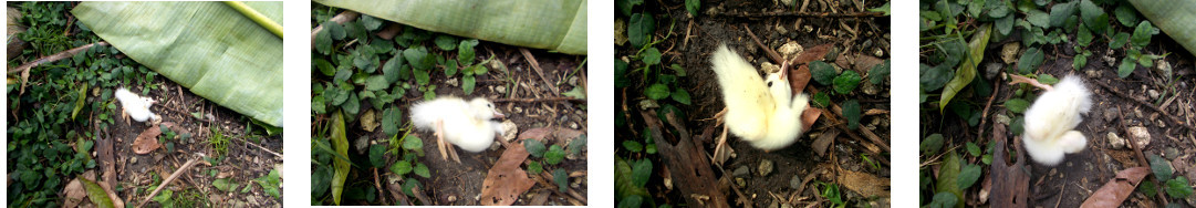 Images of injured duckling in tropical
        backyard