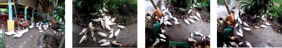 Images of ducks in tropical backyard