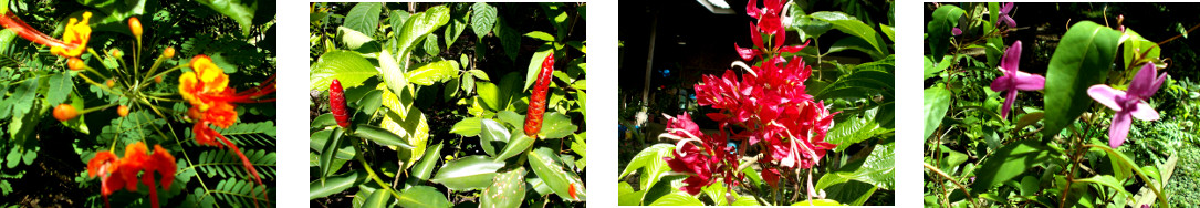 Images of Autumn flowers in tropical
        backyard