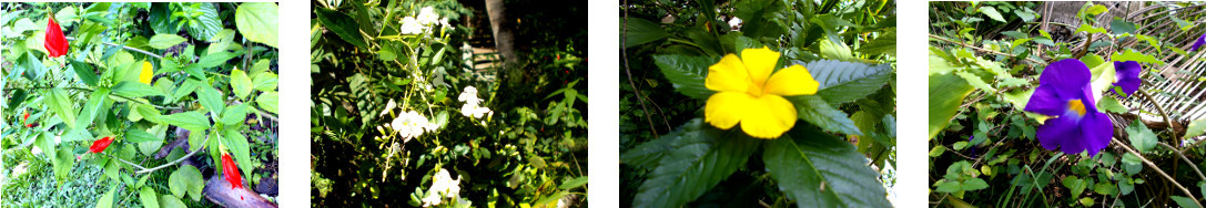 Images of autumn flowers in tropical backyard