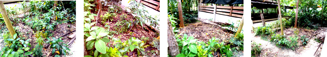 Imagws of tropical garden patch being
        cleared of weeds ready for planting and fencing