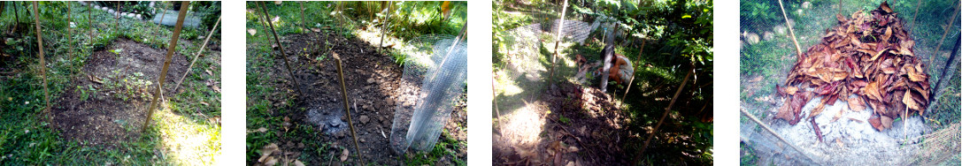 Images of a tropical backyard garden
        patch fenced and composted