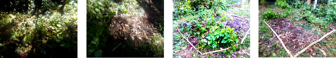 Images of tropical backyard garden
        patch being cleared of weeds