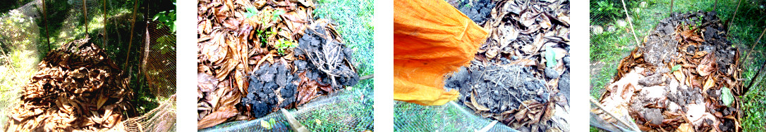 Images of soil from
            tropical backyard pig pen being put on garden patch