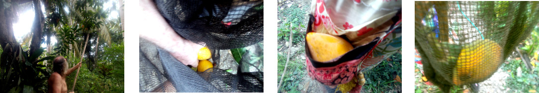 Images of chesa and papaya fruit being
        harvest in tropical backyard