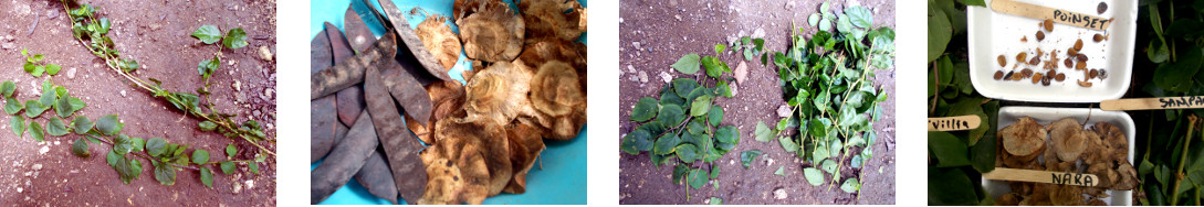 Images of seeds and cuttings being prepared for
            potting in tropical backyard