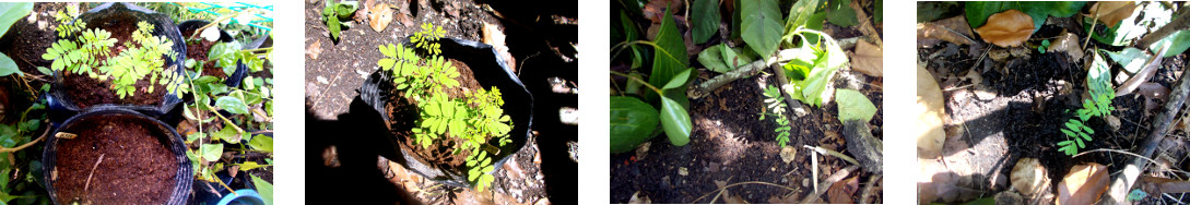 Images of Dwarf Poinsettia
            Seedlings transplanted along tropical backyard boundary
            hedge