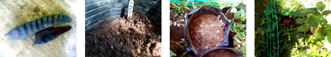 IImages of Dwarf Poinsettia seedlings
        potted in tropical backyard