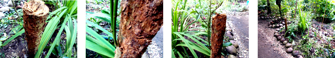 Images of recently chopped down tree
        sprouting new growth in tropical backyard