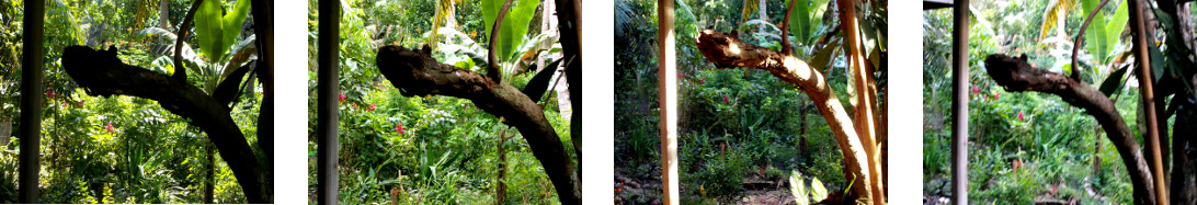 Images of changing light in tropical backyard