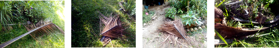 Images of fallen coconut branch being
        cleared up in tropical backyard