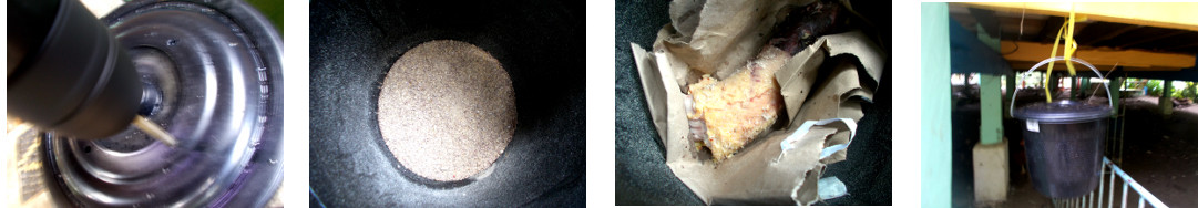 Images of tropical backyard "maggot farm" in a
        hanging bucket