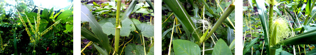 Images of maize plants maturing in tropical bacyard