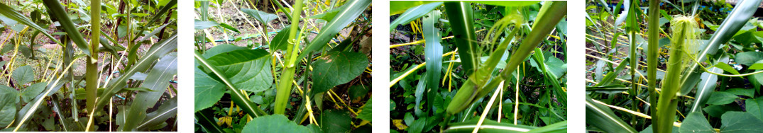 Images of maize tassels growing in
        tropical backyard